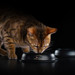 Сухой корм Pro Plan® для взрослых кошек (с высоким содержанием лосося) – интернет-магазин Ле’Муррр