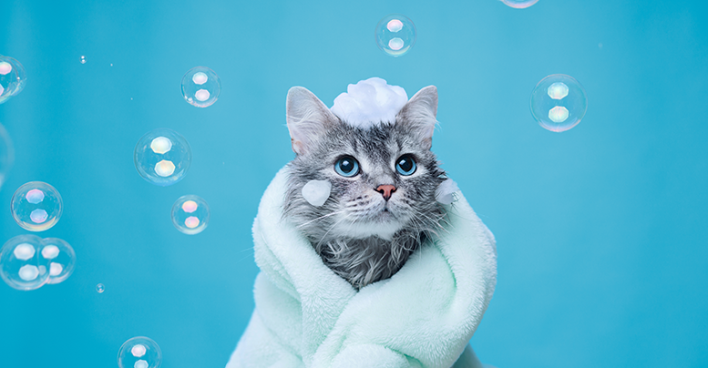 Гипоаллергенный шампунь для собак и кошек: как выбрать и применять