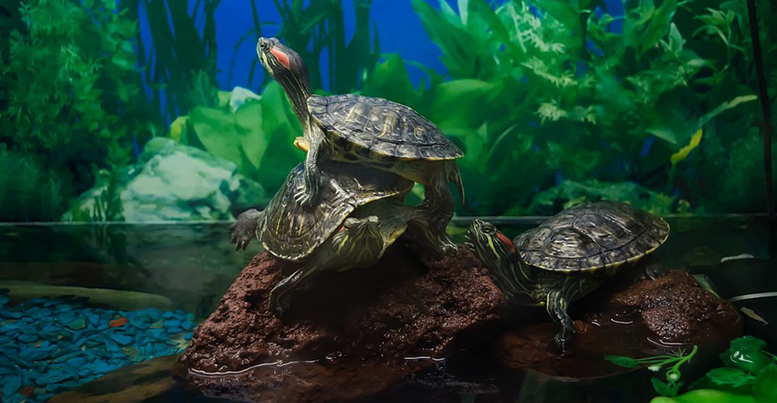 Акватеррариумы для черепах: особенности выбора